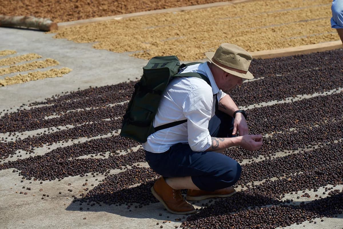 costa rica, cascarra from alejo castro, costa rica coffee from stillers coffee