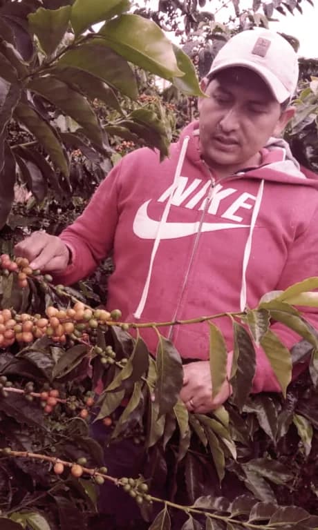 la cristalina, colombia coffee from casino mocca