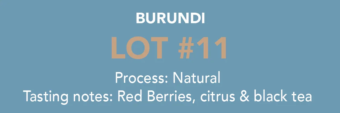 dose - burundi, lot 11, burundi coffee from methodical coffee