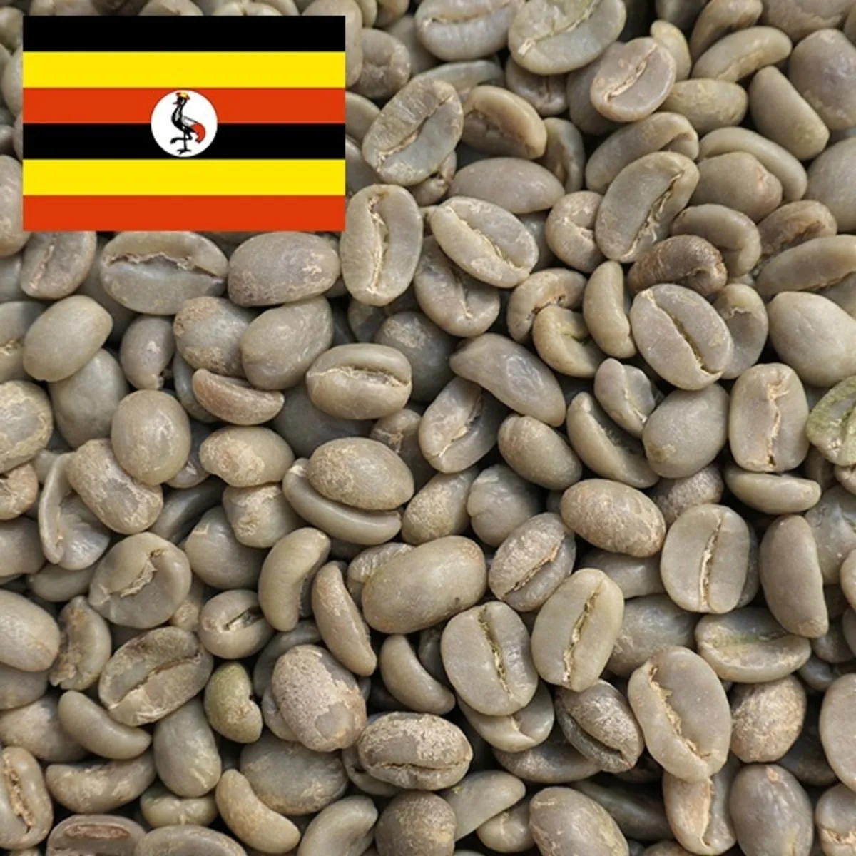【uganda】ウガンダ マウントエルゴン 100g~, uganda coffee from セイコードー・コーヒー