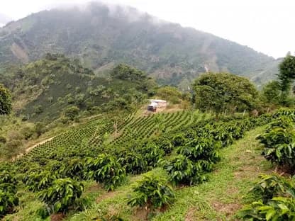 finca la victoria, colombia coffee from koffie met liefde