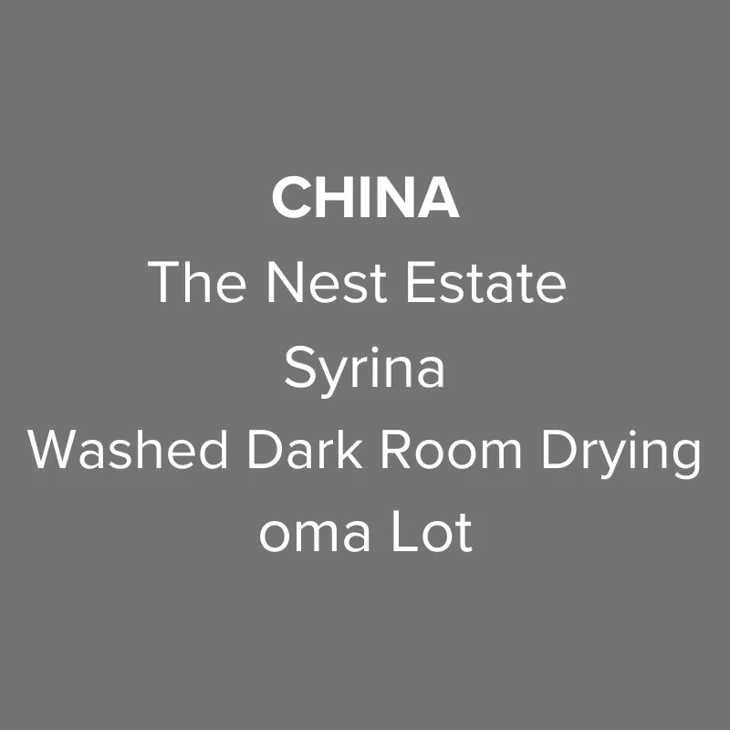 china yunnan the nest estate syrina washed dark room drying oma lot, yunnan coffee from oma coffee roaster