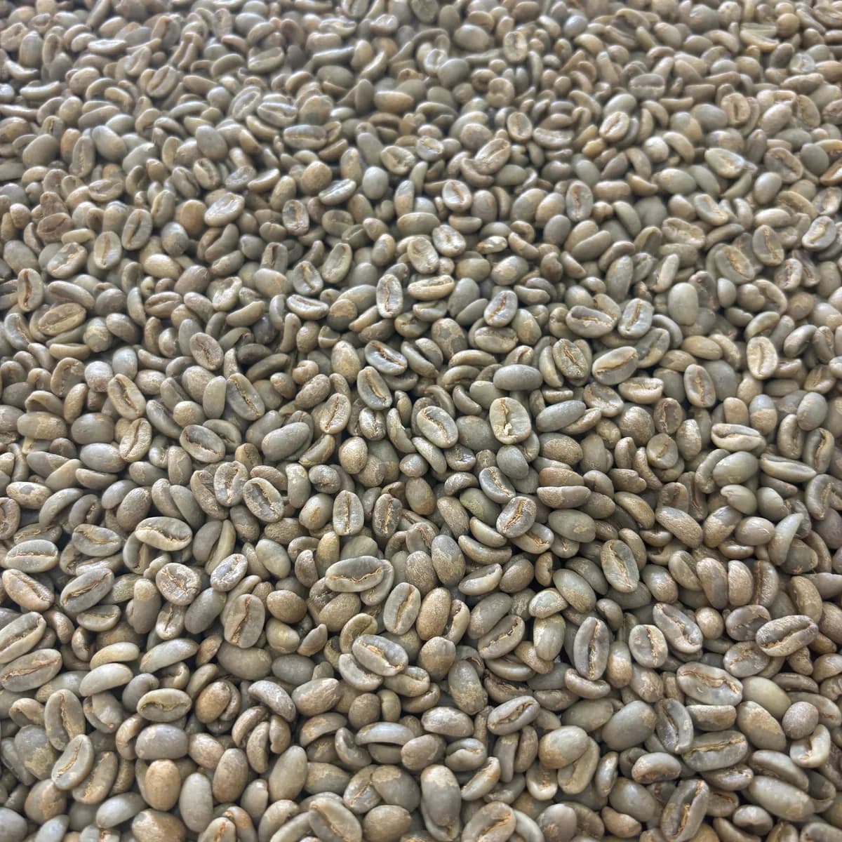 caminos del inka, peru coffee from prodigal