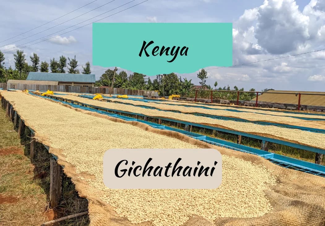 kenya gichathaini, kenya coffee from draft coffee roasters