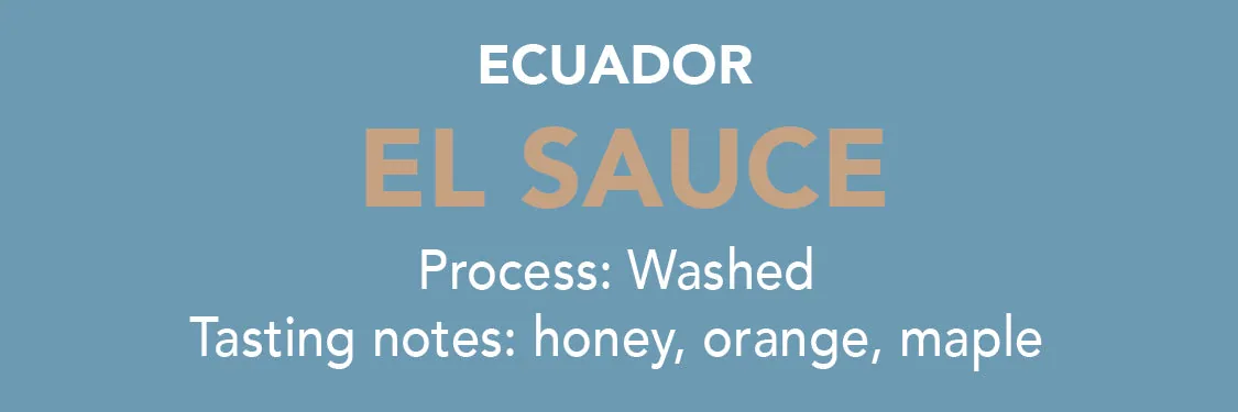 dose - ecuador el sauce, ecuador coffee from methodical coffee