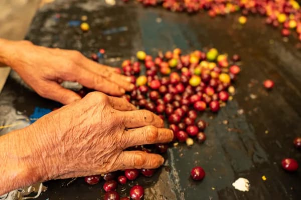 colombia - villamaria decaf, colombia coffee from shiloh coffee roasters ltd