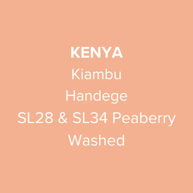kenya kiambu handege sl28 & sl34 peaberry washed pb top, kenya coffee from oma coffee roaster