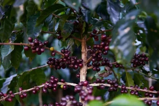 vietnam dung k’no – duc trong mill, vietnam coffee from cafe typica small batch roasters