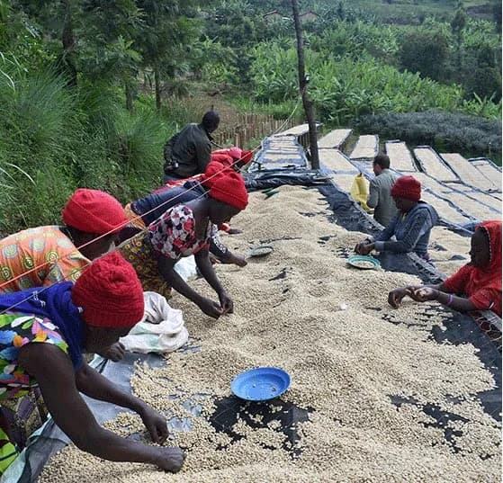 koppen signatur, rwanda coffee from bellas coffee lab roastery