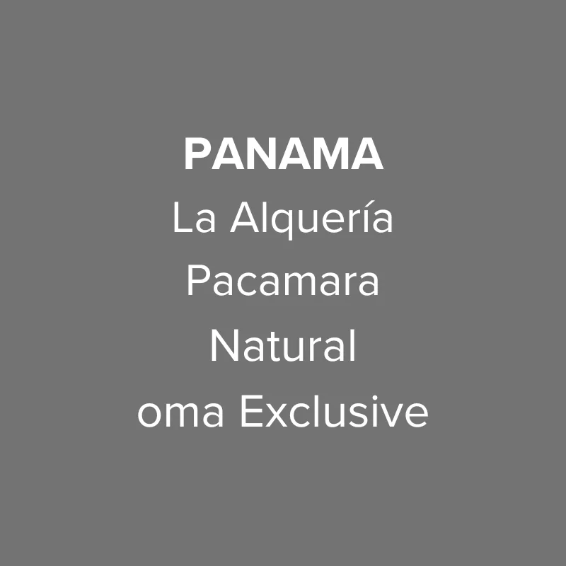 panama abbraccio finca la alquería pacamara natural, panama coffee from oma coffee roaster