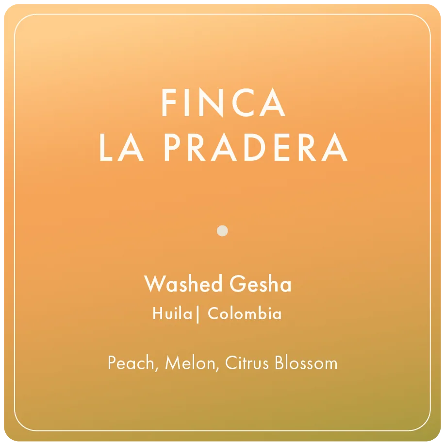 finca la pradera gesha, colombia coffee from regalia