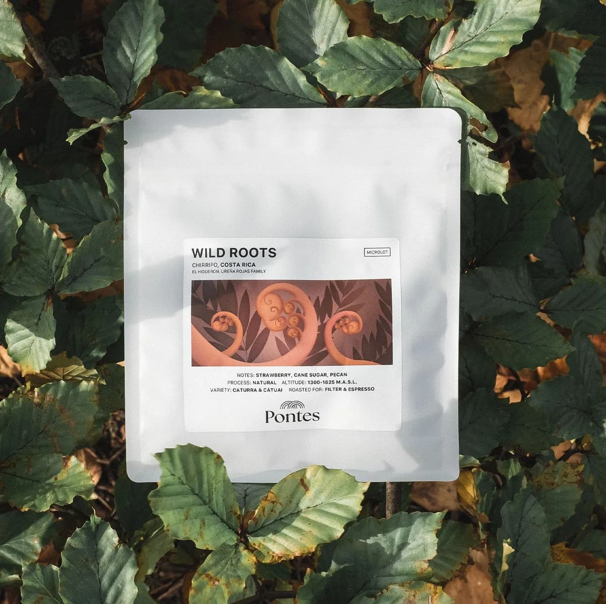 wild roots, costa rica coffee from pontes roastery & coffee bar