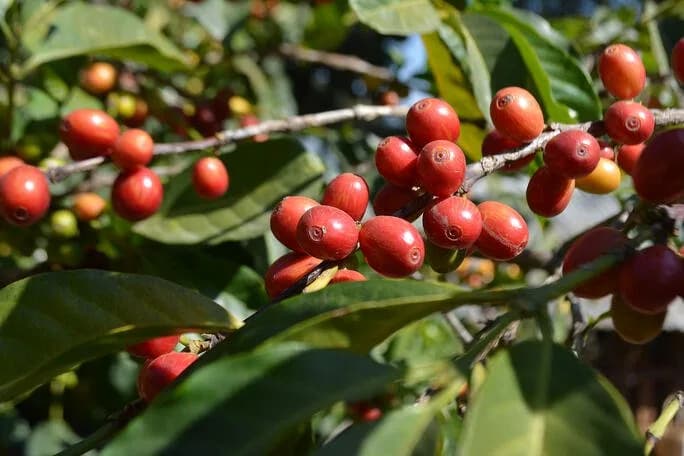 ethiopia sweet berry (medium roast), ethiopia coffee from java roastery