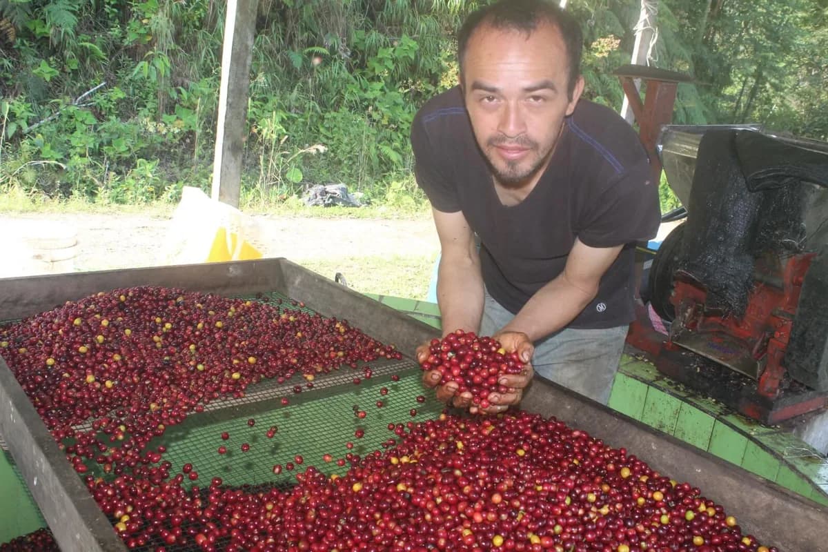 marcos herrera - mamaruntu, peru coffee from crankhouse coffee