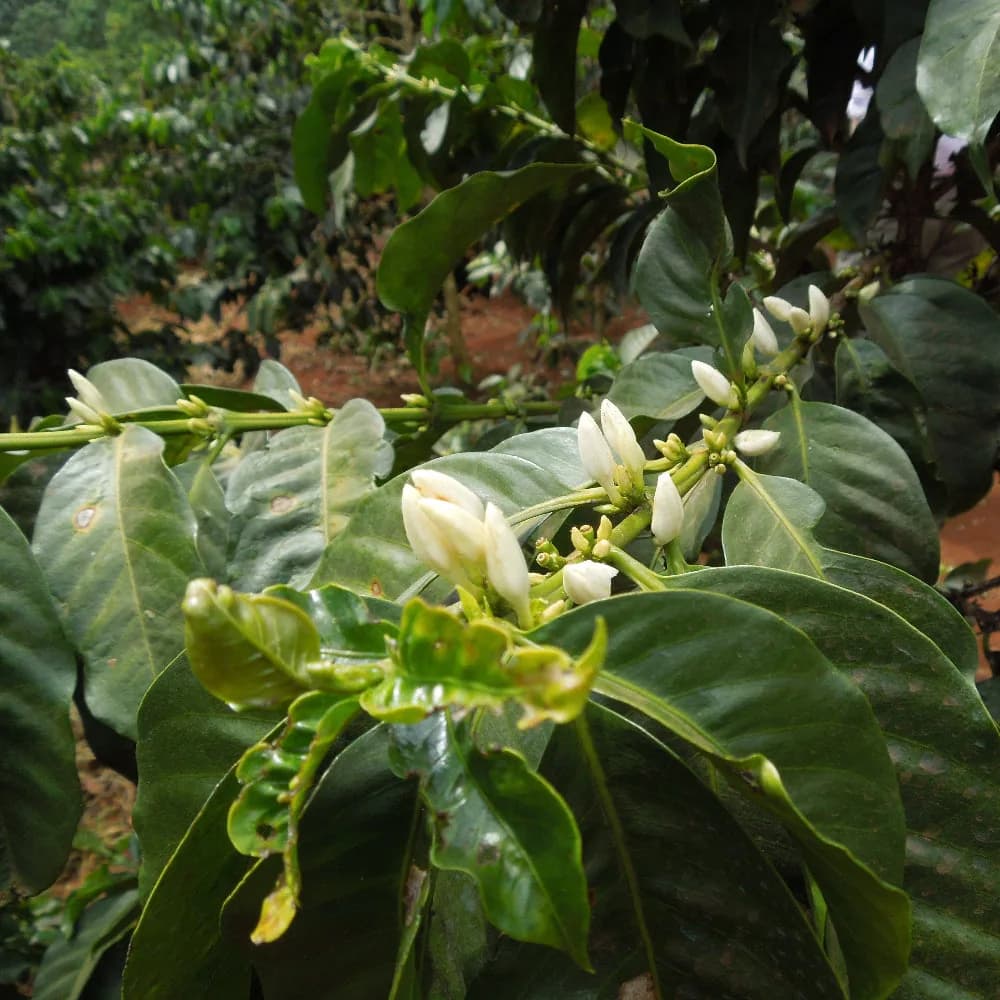 kenya aa thunguri, kenya coffee from thomsons coffee roasters