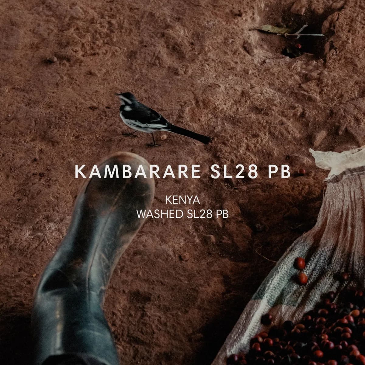 kambarare sl28 pb, kenya coffee from mazelab