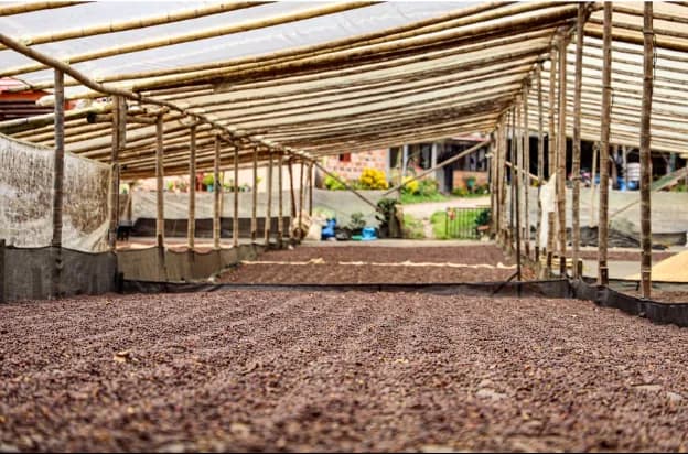 colombia huila la piragua, colombia coffee from short sleeves coffee