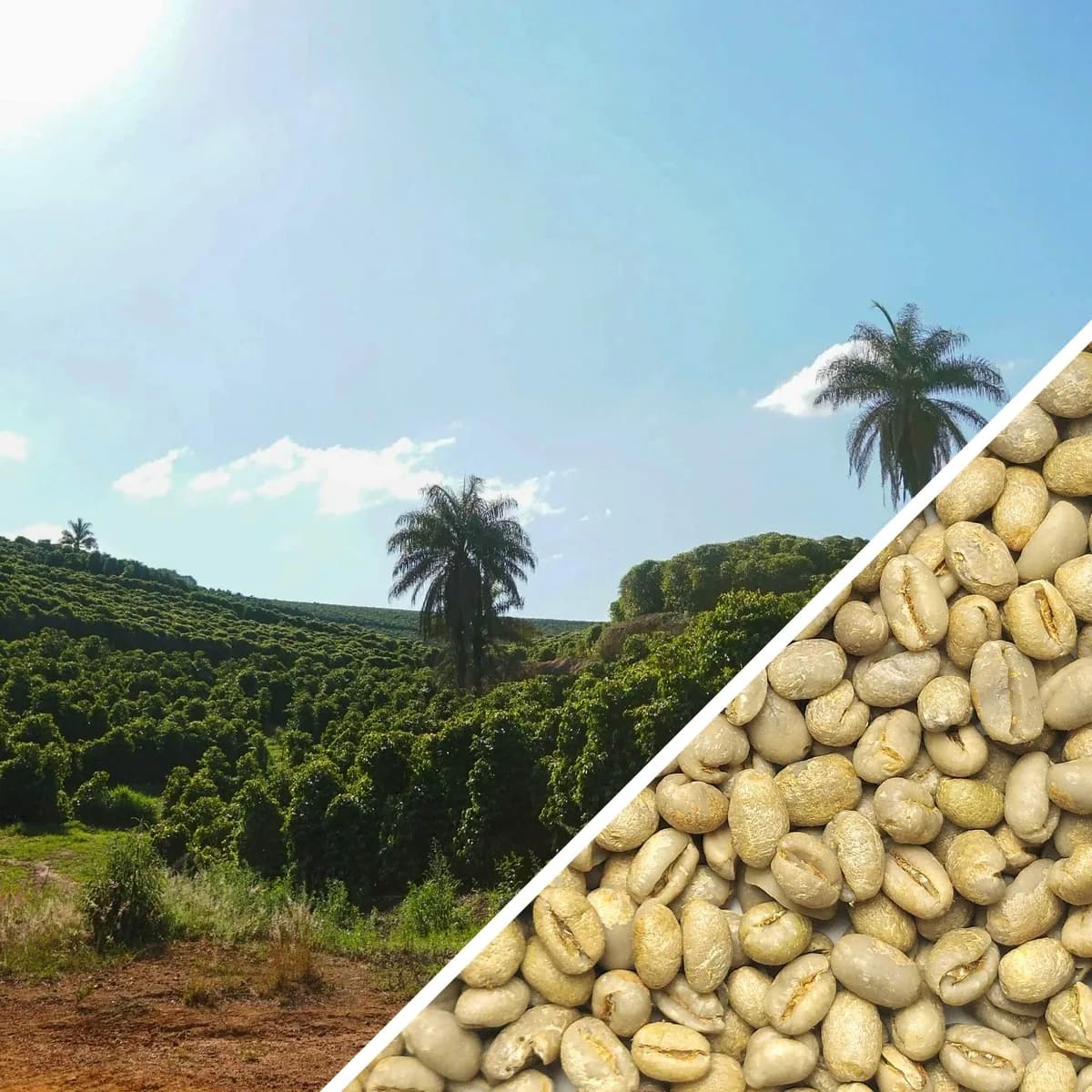brazil bela vista peaberry - green coffee, brazil coffee from terra coffee and tea ltd