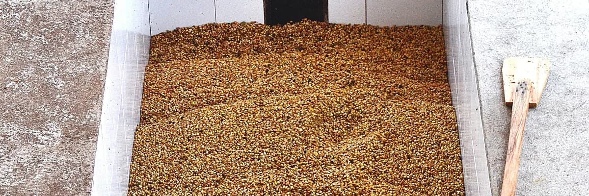 #4 costa rica, red honey san isidro, costa rica coffee from stillers coffee
