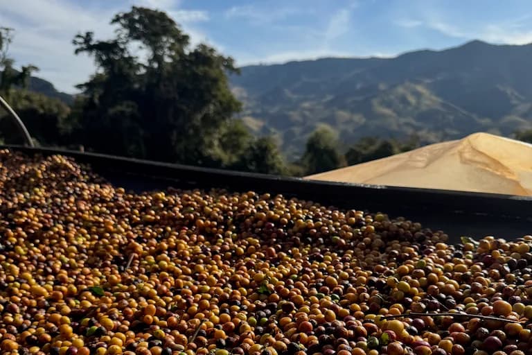 cocarive baba's blend, brazil coffee from crankhouse coffee