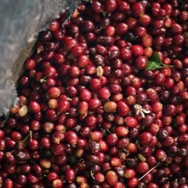 kolumbien | trujillo familia, colombia coffee from cabana coffee roasters