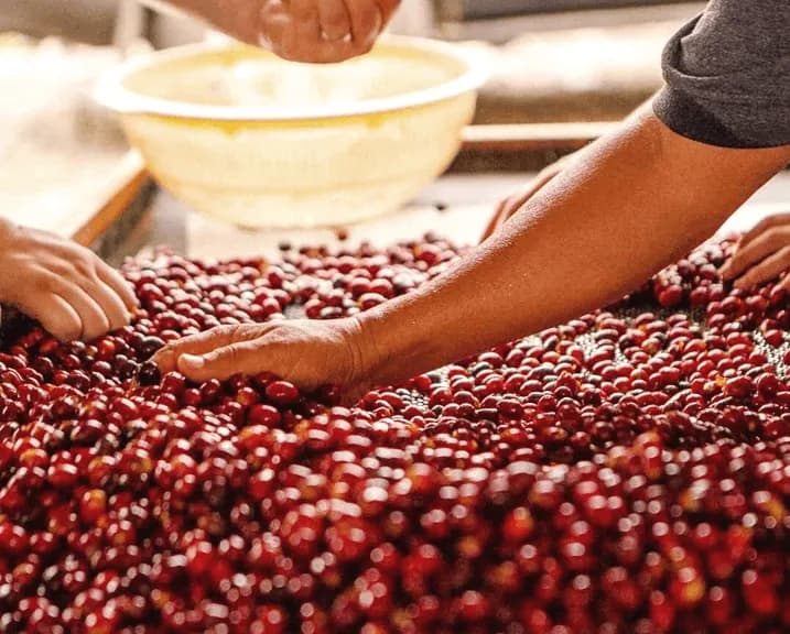 colombia | el vergel natural ea sugarcane, colombia coffee from cabana coffee roasters