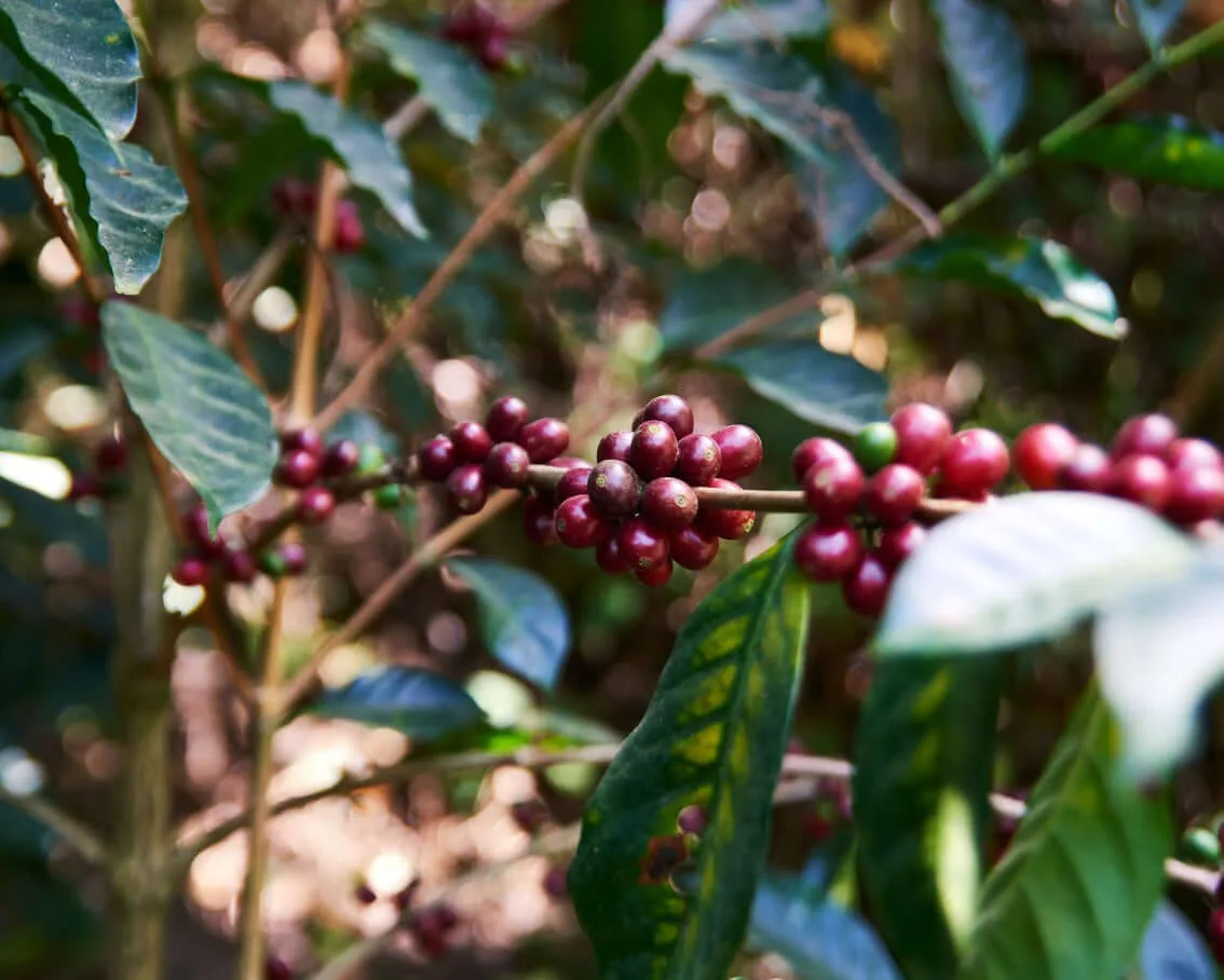honduras | finca villa yolanda, honduras coffee from cabana coffee roasters