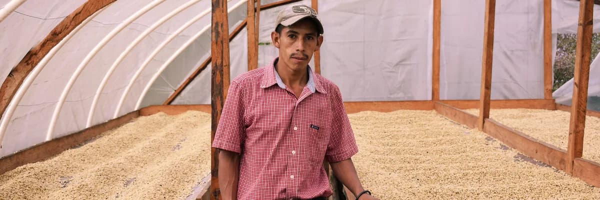 #19 honduras, wet fermented ih-90, honduras coffee from stillers coffee