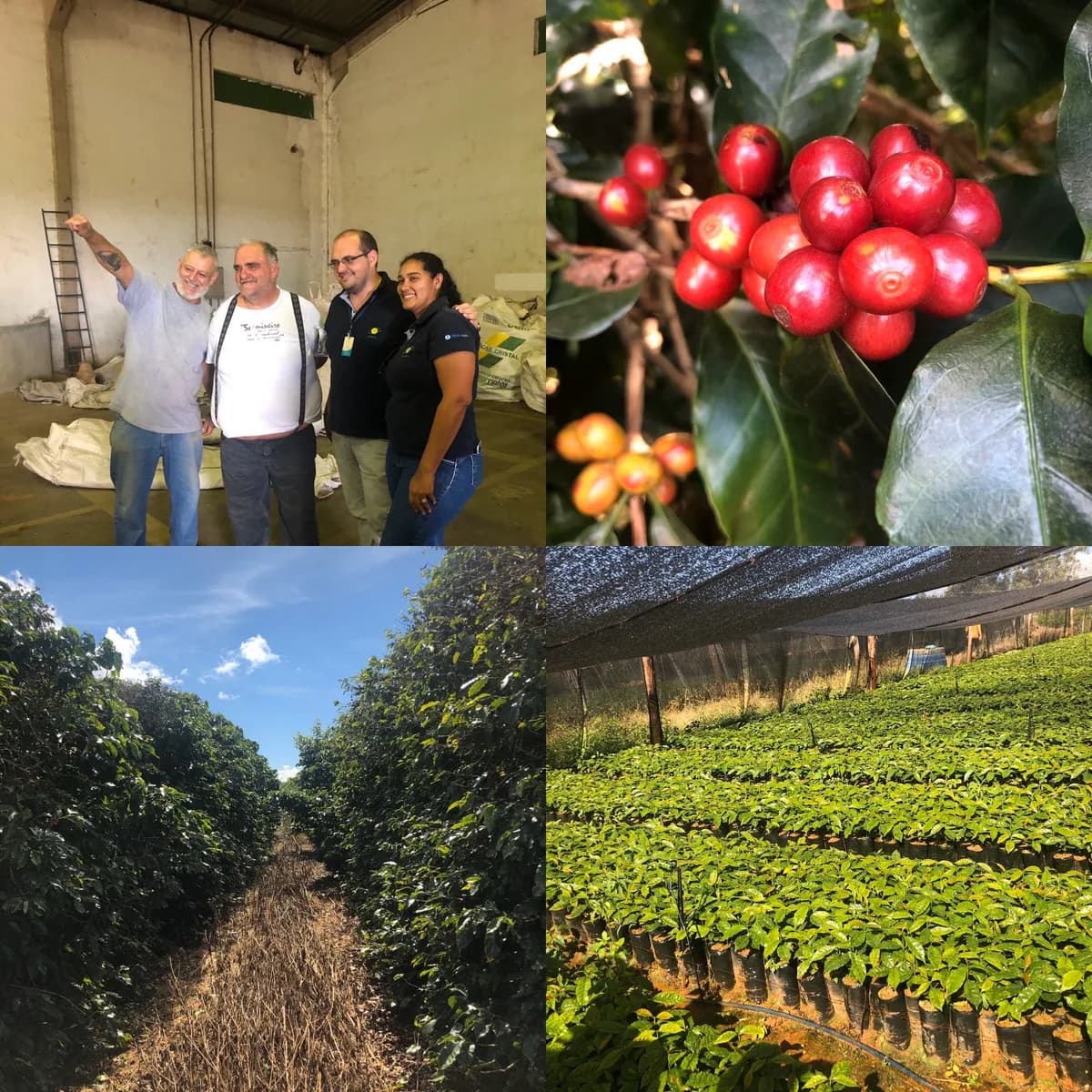 brazil fazenda inhame controlled fermentation arabica green coffee beans (1kg), brazil coffee from pennine tea & coffee ltd