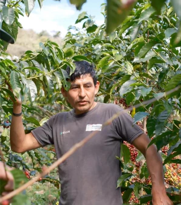 peru juan jose huillca singuna geisha washed 浅煎り, peru coffee from easecoffee