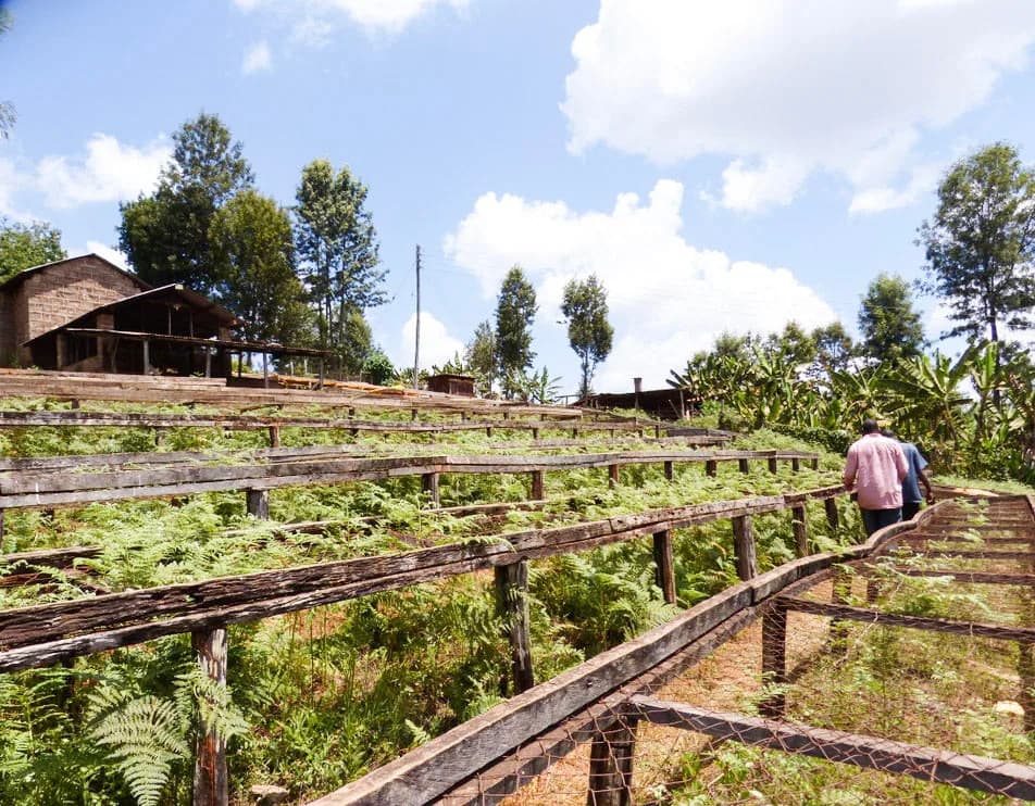 the foundry blend, kenya + rwanda coffee from shiloh coffee roasters ltd