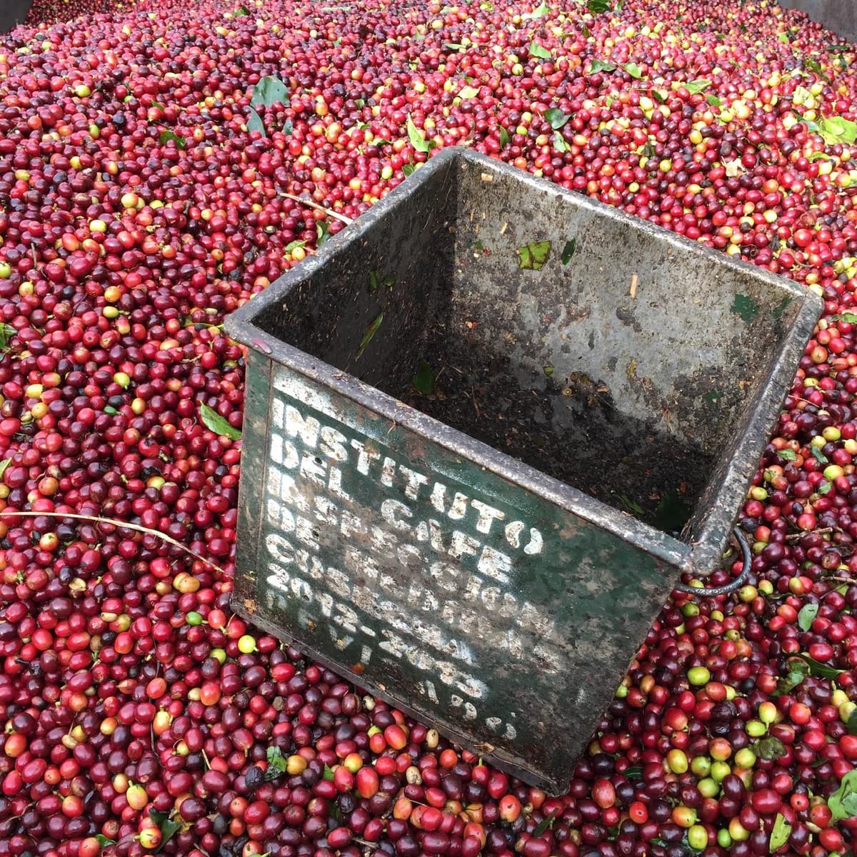 decaf cadefihuila, colombia coffee from beacon coffee company, inc.