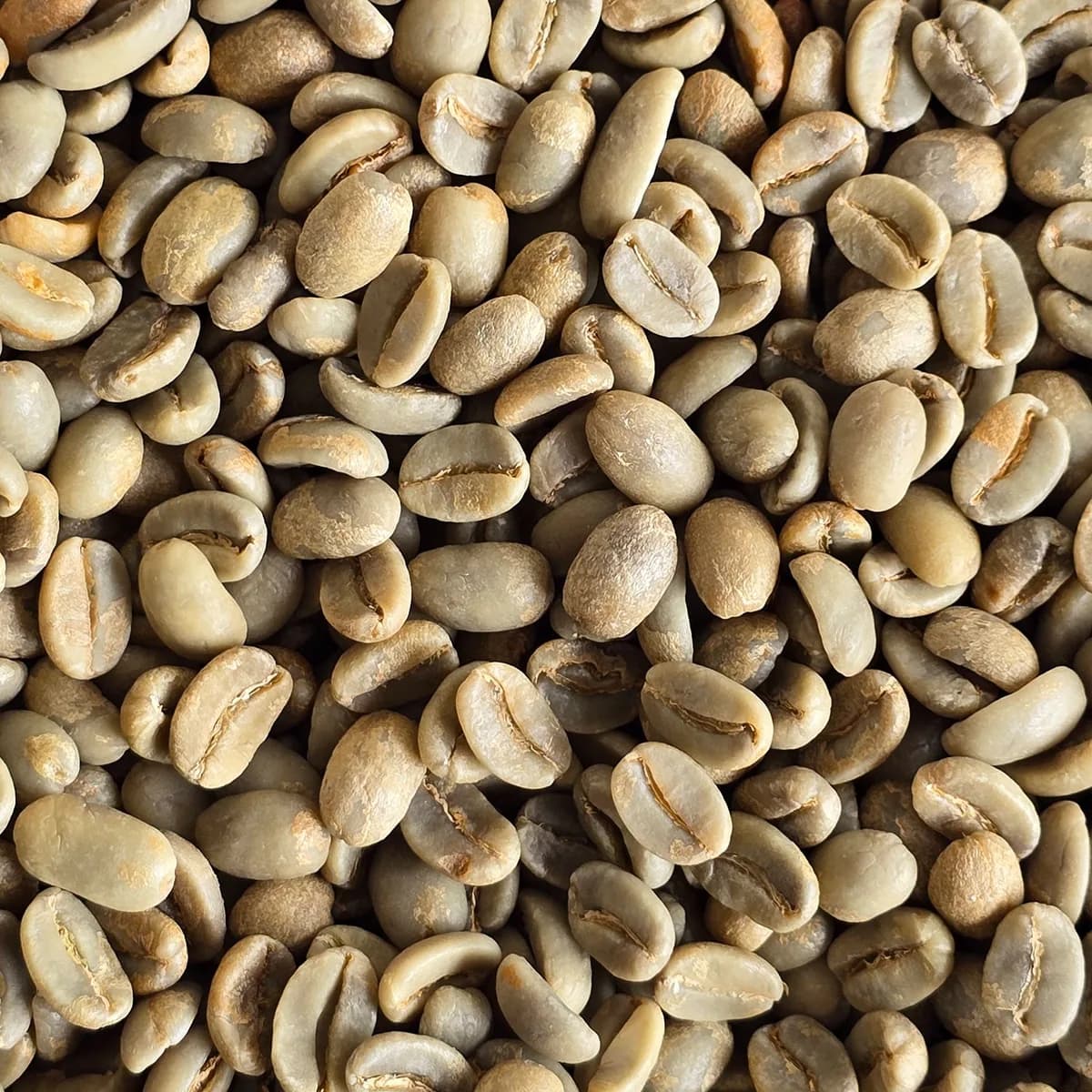 papua new guinea green smallholder coffee beans 1kg, papua new guinea coffee from chiasso coffee roasters