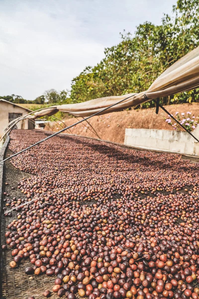 brazil cochoeira natural - filter, brazil coffee from cubbyhouse coffee