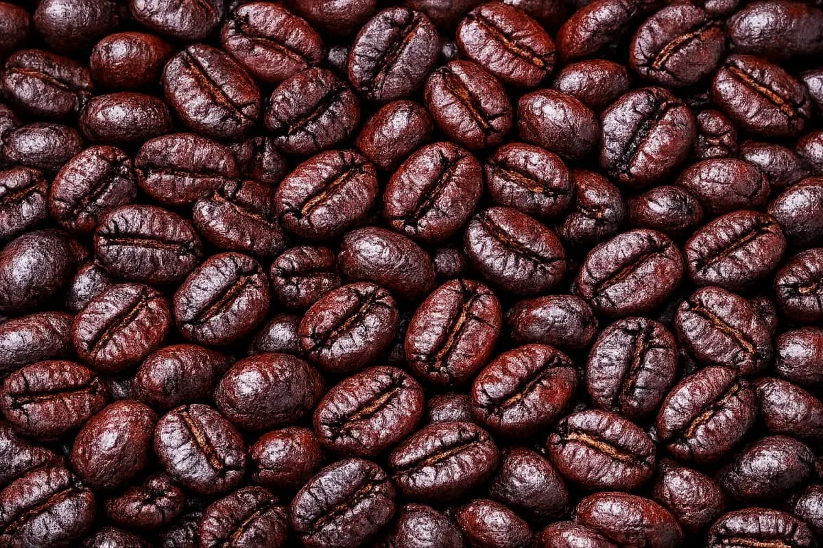 mandheling wine roasted coffee beans, sumatra coffee from pt. indonesia specialty coffee