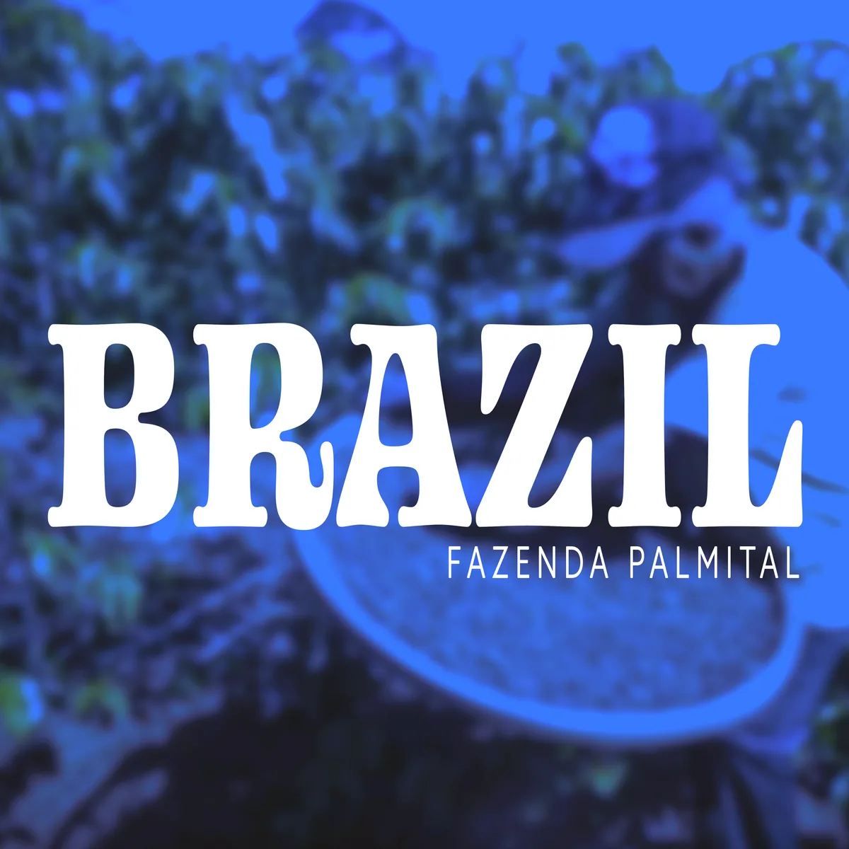 brazil fazenda palmital, brazil coffee from deluxe coffeeworks roastery & espresso bar