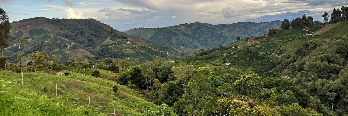 #00 colombia, decaf amenaza menor, colombia coffee from stillers coffee