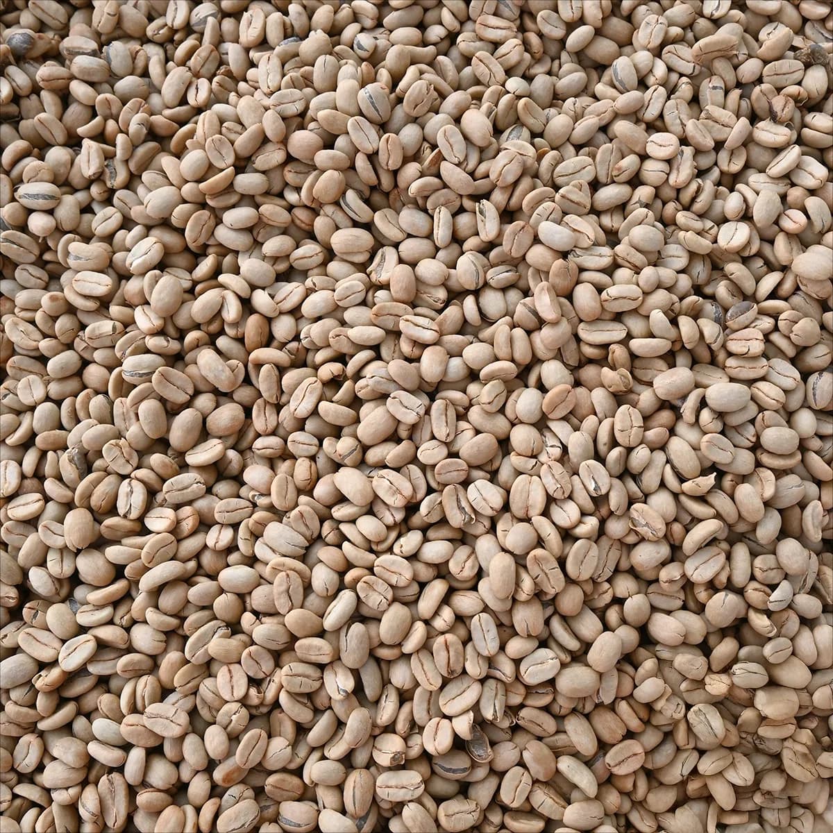 guatemala finca la hermosa orange gesha washed, guatemala coffee from bellas coffee lab roastery