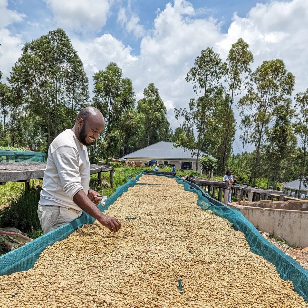 kericho ab, kenya coffee from thomsons coffee roasters