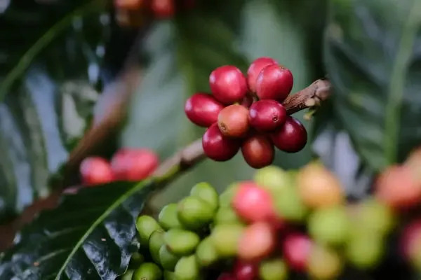 nicaragua santa teresa de mogoton, nicaragua coffee from short sleeves coffee