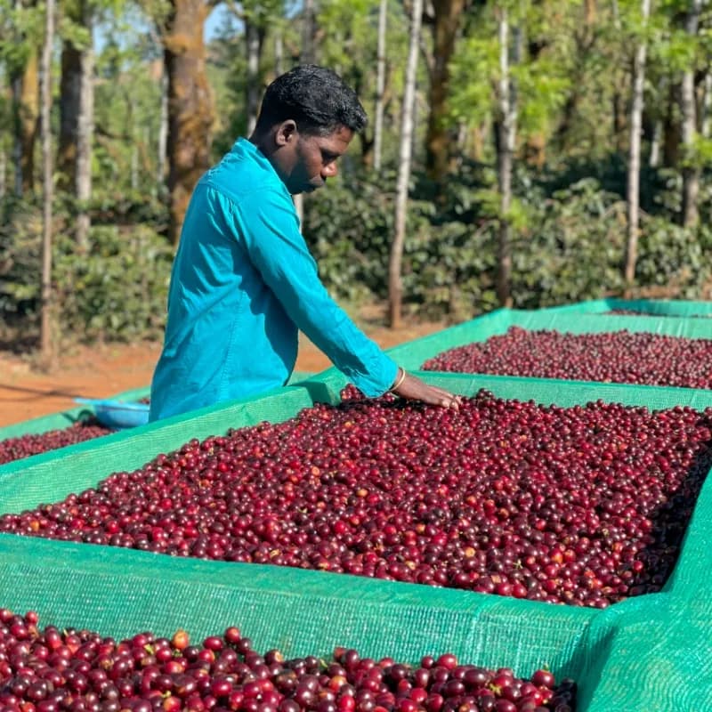 gundikhan natural lot 15 & 57 – filter, india coffee from curious life coffee roasters: blue