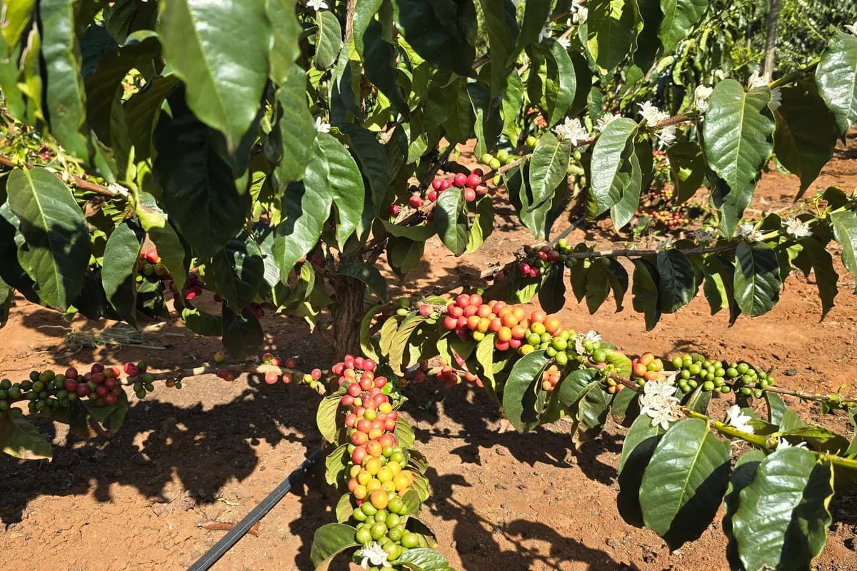 kericho ea decaf, kenya + rwanda coffee from crankhouse coffee