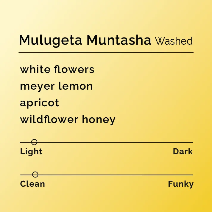 mulugeta muntasha - washed, ethiopia coffee from black & white coffee roasters