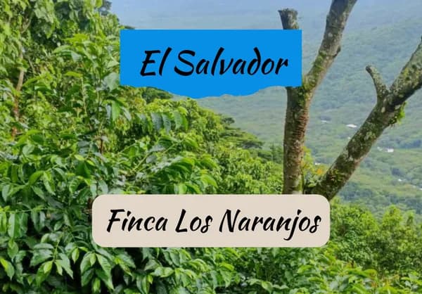 el salvador | finca los naranjos, el salvador coffee from draft coffee roasters