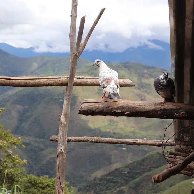 peru - cajamarca, peru coffee from golden sheep coffee