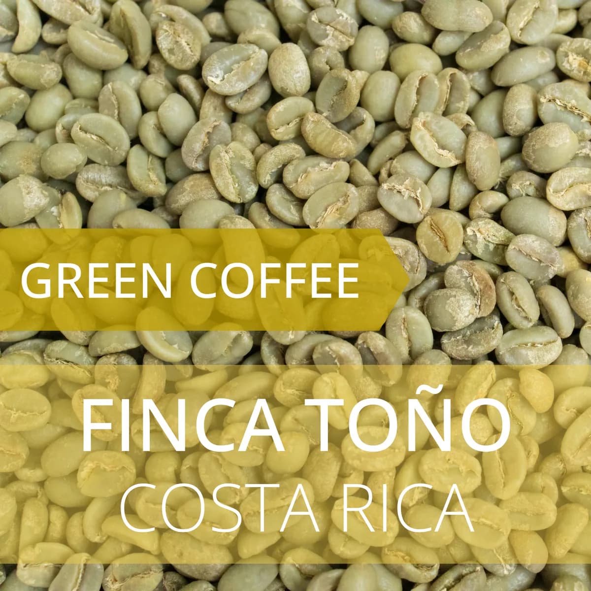 finca toño - costa rica, costa rica coffee from foundry coffee roasters