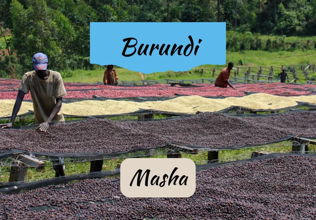 burundi masha | honey, burundi coffee from draft coffee roasters