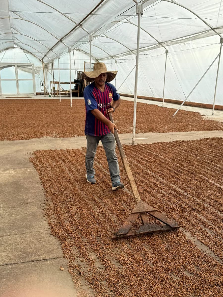 colombia campo hermoso sidra cm washed espresso, colombia coffee from passport specialty coffee