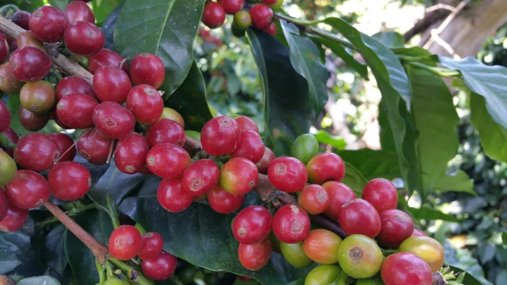 colombia supremo, colombia coffee from the kaffeeklatsch