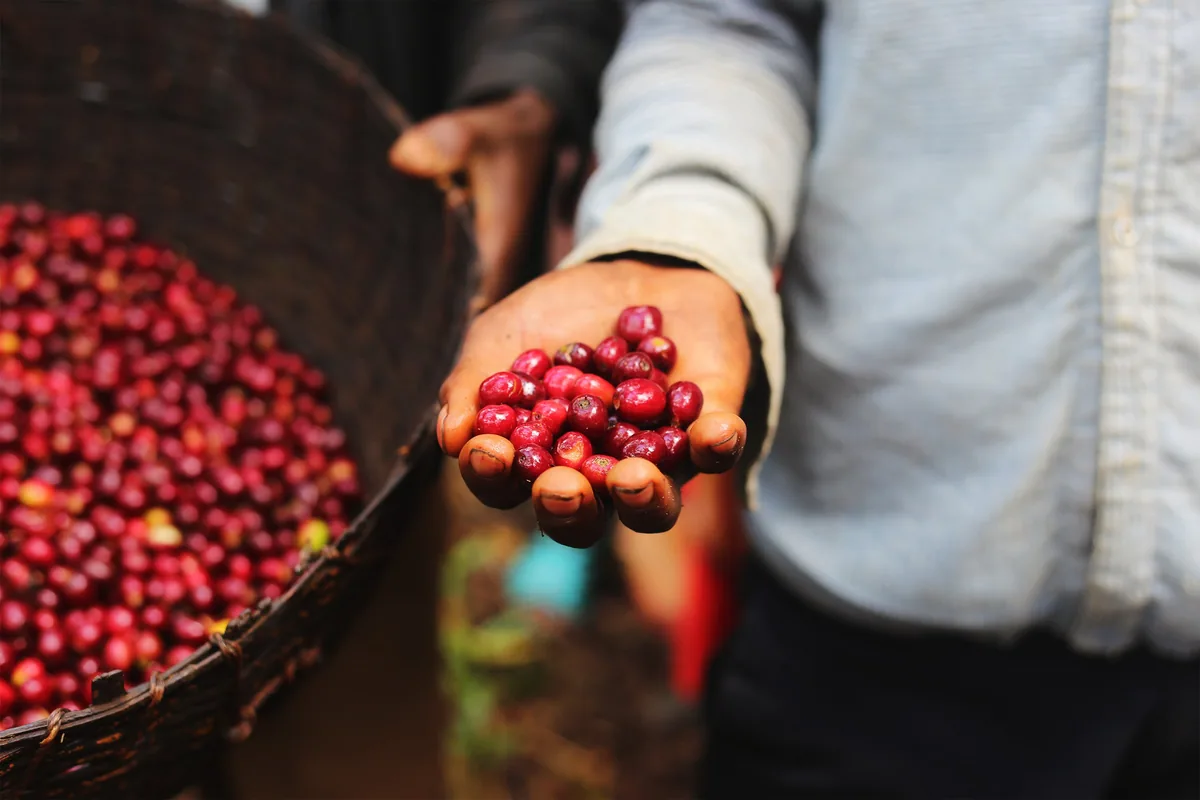 ethiopia limu natural arabica green coffee beans (1kg), ethiopia coffee from pennine tea & coffee ltd